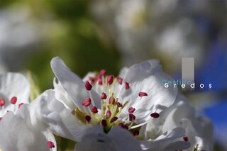 Primer plano de flores en flor, probablemente cerezos en la Sierra de Gredos.