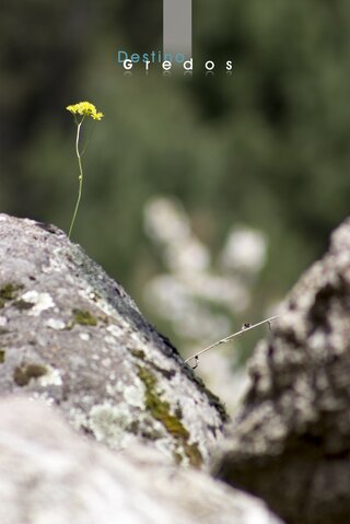 Imagen de un fragmento de roca con musgo y una rama en la Sierra de Gredos.