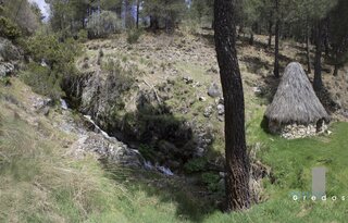 Un paisaje de campo con un árbol solitario en la Sierra de Gredos.