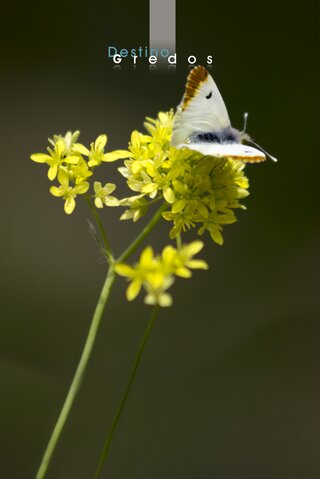 Una imagen de un tallo de una planta con una mariposa posada sobre él en la Sierra de Gredos.