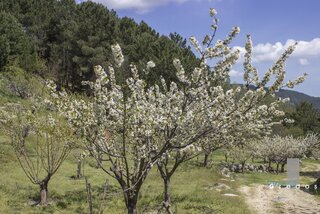 Un paisaje rural con un camino de tierra, un cercado de madera y vegetación en un terreno rocoso en la Sierra de Gredos.