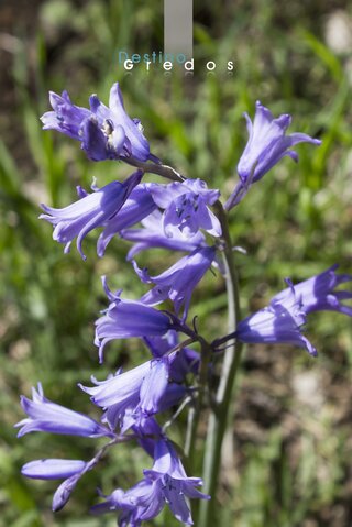 Una flor de campanilla azul en un entorno natural en la Sierra de Gredos.