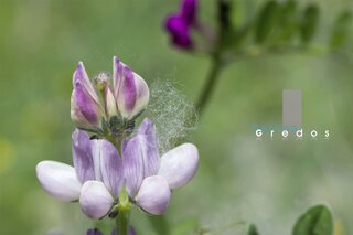 Una flor de trébol blanco en un campo en la Sierra de Gredos.