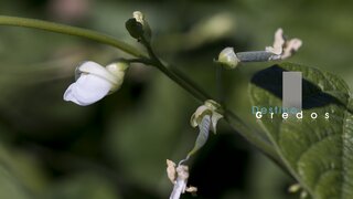 Primer plano de un tallo de frijol con hojas verdes en la Sierra de Gredos.