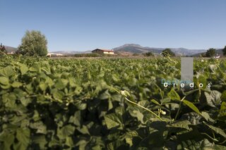Un campo de cultivo con una casa de campo en la distancia en la Sierra de Gredos.