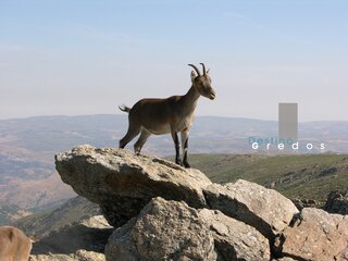 Un ibérico está de pie en un terreno rocoso en la Sierra de Gredos.