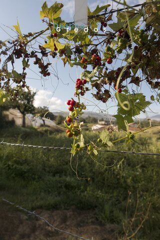 Una imagen de un grupo de uvas rojas en un campo en la Sierra de Gredos.