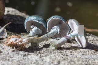 Un grupo de hongos blancos descansan sobre una superficie de grava en la Sierra de Gredos.