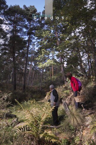 Un hombre está de pie en un bosque, mirando hacia adelante. Lleva una cesta en la Sierra de Gredos.