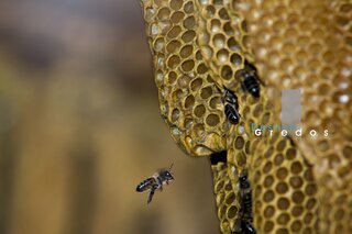 Una abeja vuela en un entorno exterior en la Sierra de Gredos.