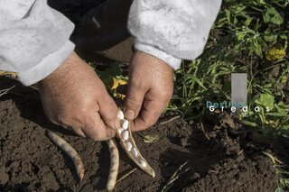 Una persona sostiene habas secas en la mano en la Sierra de Gredos.
