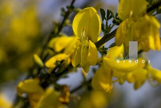 Imagen de un tallo con flores, probablemente de un arbusto en la Sierra de Gredos.