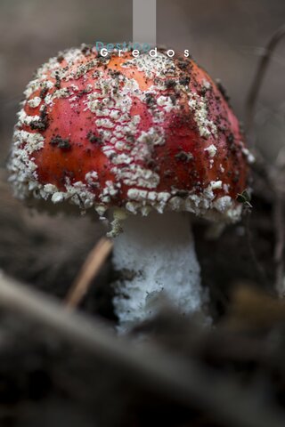 Un hongo de color rojo con un pie blanco en un entorno natural en la Sierra de Gredos.