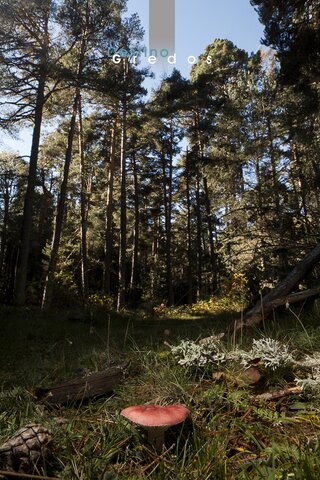 Imagen de un claro en un bosque con vegetación densa y un tronco caído en la Sierra de Gredos.